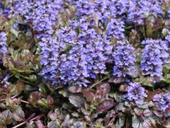Kriechender Günsel 'Black Scallop' ®, Ajuga reptans 'Black Scallop' ®, Topfware von Ajuga reptans 'Black Scallop' ®