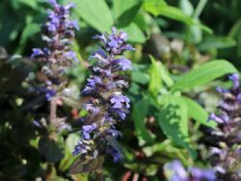 Rotblättriger Günsel  'Braunherz', Ajuga reptans 'Braunherz', Topfware XL von Ajuga reptans 'Braunherz'
