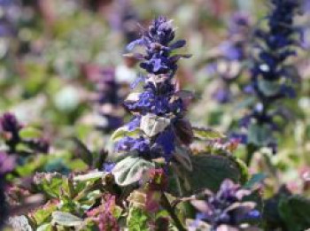 Mehrfarbiger Günsel 'Burgundy Glow', Ajuga reptans 'Burgundy Glow', Containerware von Ajuga reptans 'Burgundy Glow'