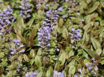 Rotblättriger Günsel 'Chocolate Chip', Ajuga reptans 'Chocolate Chip', Topfware von Ajuga reptans 'Chocolate Chip'