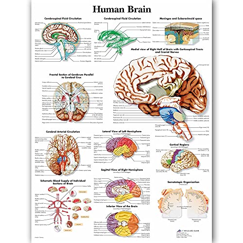 1 Stück HD Druck Malerei Human Brain Home Organs Dekor Canvas Anatomie Poster Modulare medizinische Bildung Bilder Moderne Büro Wandkunst ( Farbe : Nordic LS569-01 , Size (Inch) : 30x42cm No Frame ) von Akatsukiqi