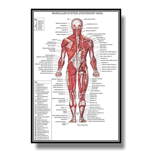 1 stück Muskulatursystem Anatomisch Poster Muskulatur Anatomie-Diagramm Anatomisches Diagramm Menschliches Körper Pädagogisches for Human Anatomie Poster (Farbe : Q1305, Größe : 60x80cm no Frame) von Akatsukiqi