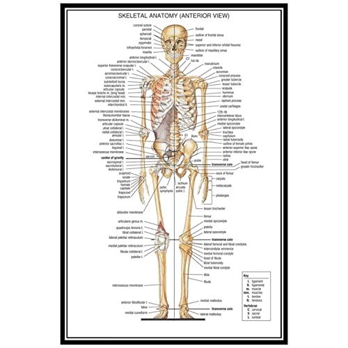 1 stück Muskulatursystem Anatomisch Poster Muskulatur Anatomie-Diagramm Anatomisches Diagramm Menschliches Körper Pädagogisches for Human Anatomie Poster (Farbe : Q1310, Größe : 60x80cm no Frame) von Akatsukiqi