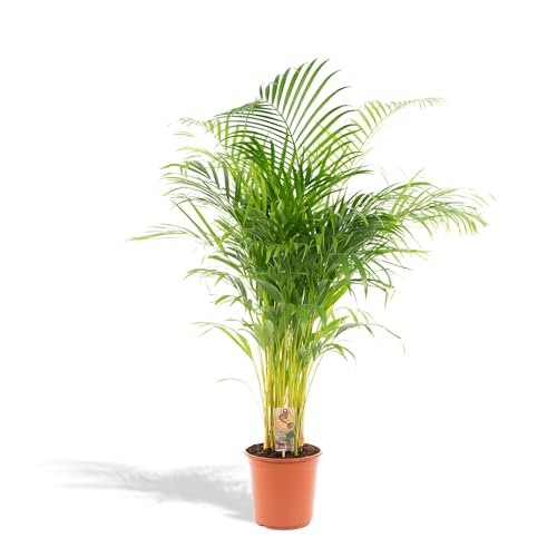 Hello Plants XXL Areca Palm Goldpalme/Dypsis Lutescens 130cm hoch, 24Ø - Große Zimmerpflanzen - Tropische Palme - Luftreinigungsanlage - Frisch aus der Gärtnerei von Hello Plants