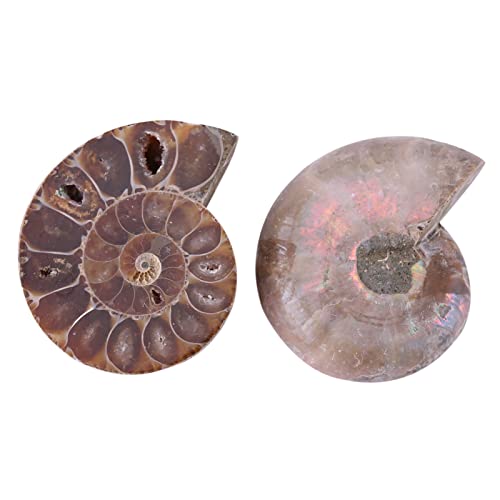 Akozon Ammonit-fossiler Probe,Ammonit Fossil Probe, 2Pcs Fossil Shell Probe Shell Madagaskar Natursteine und Mineralien(4cm) von Akozon