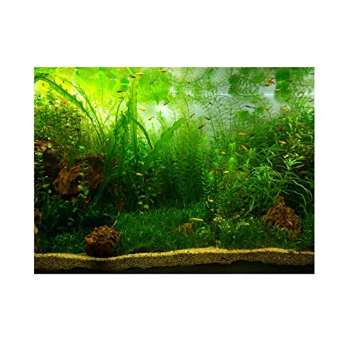 Akozon Aquarium Hintergrund Poster, Wasser Gras Stil Aquarium Hintergrund Poster Aufkleber Verdicken PVC Adhesive Static Cling Hintergrund Dekorative Dekorationen Papier(76 * 46cm) von Akozon