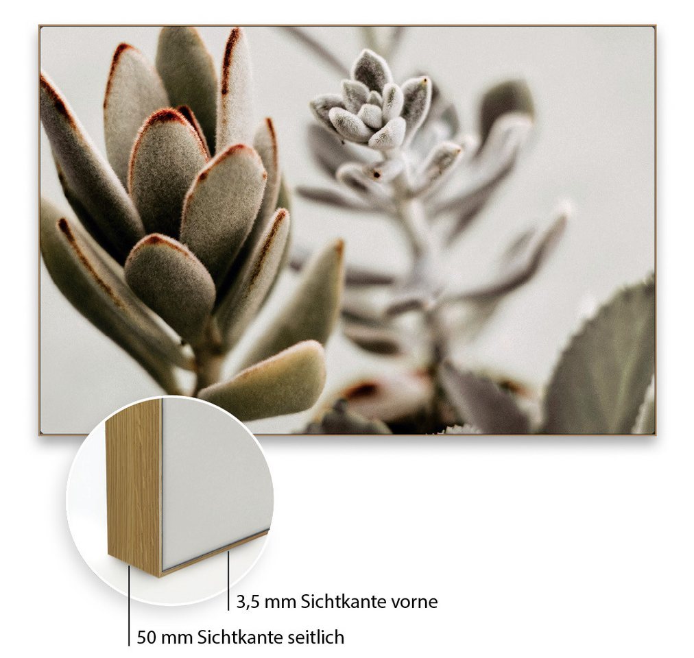 Akustikbild-Manufaktur Bild mit Rahmen Akustikbild "Sukkulenten 2" - modernes Naturmotiv gegen Nachhall, Schallschutzbild mit sehr guten Schallabsorptions-Eigenschaften Akustikbild-Manufaktur Bild mit Rahmen Akustikbild "Sukkulenten 2" - modernes Naturmotiv gegen Nachhall, Schallschutzbild mit sehr guten Schallabsorptions-Eigenschaften von Akustikbild-Manufaktur