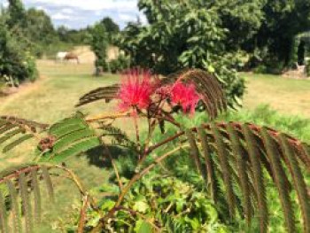 Seidenbaum / Schlafbaum / Seidenakazie 'Summer Chocolate', 80-100 cm, Albizia julibrissin 'Summer Chocolate', Containerware von Albizia julibrissin 'Summer Chocolate'