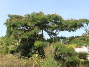Seidenbaum / Schlafbaum / Seidenakazie, 60-80 cm, Albizia julibrissin, Containerware von Albizia julibrissin