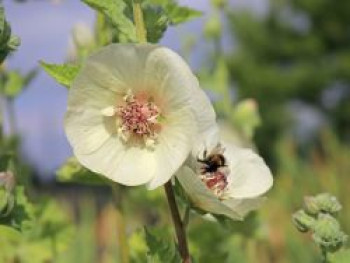 Halbstrauchige Stockrose 'Parkallee', Alcalthaea suffrutescens 'Parkallee', Topfware von Alcalthaea suffrutescens 'Parkallee'