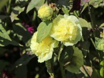 Gefülltblühende Stockrose 'Pleniflora' (Goldgelb), Alcea rosea 'Pleniflora' (Goldgelb), Topfware von Alcea rosea 'Pleniflora' (Goldgelb)