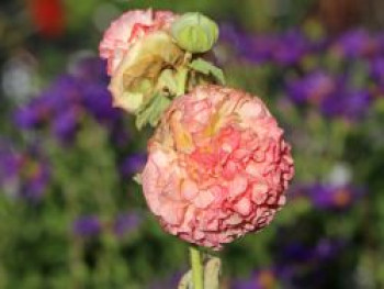 Gefülltblühende Stockrose 'Pleniflora Chaters Apricot', Alcea rosea 'Pleniflora Chaters Apricot', Topfware von Alcea rosea 'Pleniflora Chaters Apricot'