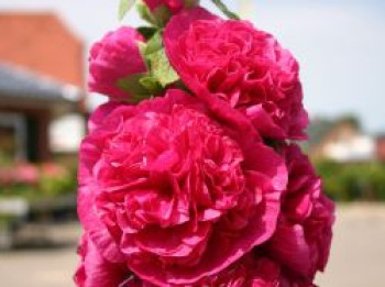 Gefülltblühende Stockrose 'Pleniflora Rot', Alcea rosea 'Pleniflora Rot', Topfware von Alcea rosea 'Pleniflora Rot'