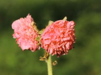 Gefülltblühende Stockrose 'Pleniflora Salmon Pink', Alcea rosea 'Pleniflora Salmon Pink', Topfware von Alcea rosea 'Pleniflora Salmon Pink'