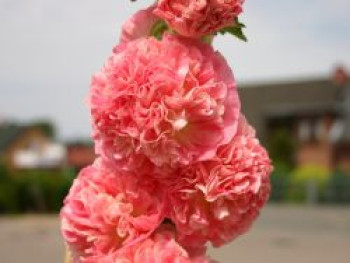Gefüllte Stockrose dunkelrosa, Alcea rosea 'Pleniflora' dunkelrosa, Topfware von Alcea rosea 'Pleniflora' dunkelrosa