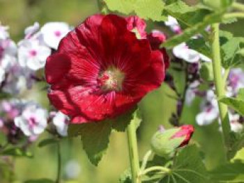 Einfachblühende Stockrose Spotlight-Series 'Mars Magic', Alcea rosea Spotlight-Serie 'Mars Magic', Topfware von Alcea rosea Spotlight-Serie 'Mars Magic'