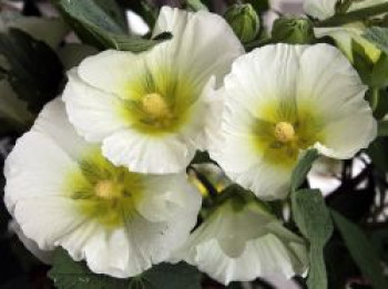 Einfachblühende Stockrose Spotlight-Serie 'Polarstar', Alcea rosea Spotlight-Serie 'Polarstar', Topfware von Alcea rosea Spotlight-Serie 'Polarstar'