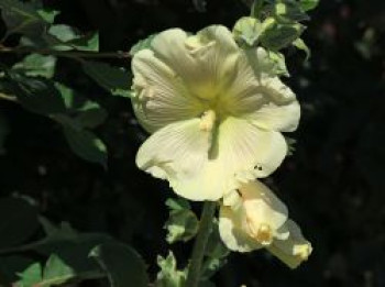 Einfachblühende Stockrose Spotlight-Series 'Sunshine', Alcea rosea Spotlight-Series 'Sunshine', Topfware von Alcea rosea Spotlight-Series 'Sunshine'