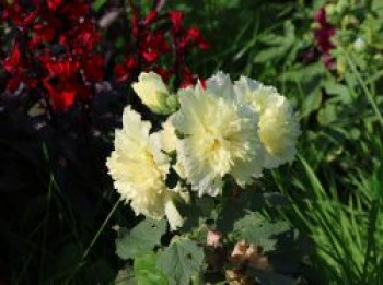 Gefülltblühende Stockrose 'Spring Celebrities Lemon', Alcea rosea Spring-Celebrities-Serie 'Lemon', Topfware von Alcea rosea Spring-Celebrities-Serie 'Lemon'