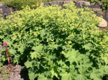 Großblättriger Frauenmantel, Alchemilla mollis, Containerware von Alchemilla mollis