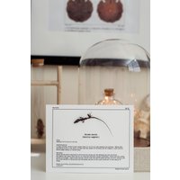Eidechse Und Frosch Studie Karten Eidechse Und Frosch Studie Karten von AlchemyLabStudio