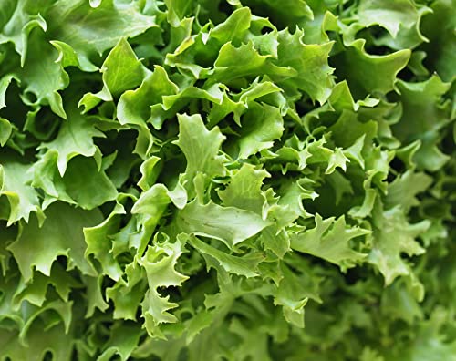 Endivien Samen Winterendivien Salat Gemüse Saatgut Garten Hochbeet Salatsamen ca 1000 Korn AlexLand von AlexLand