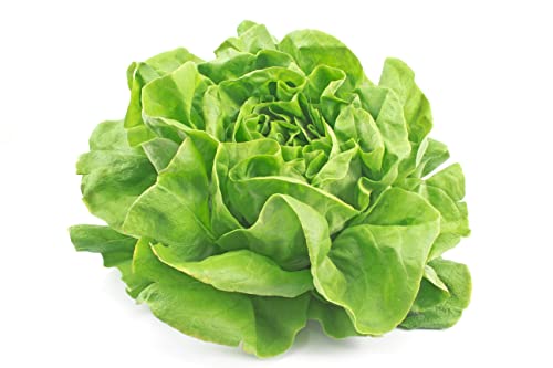 Winter Kopfsalat Samen Maiwunder Salatsamen Wintersalat ca 1000 Korn Garten Hochbeet Gemüse Dichter Wuchs AlexLand von AlexLand