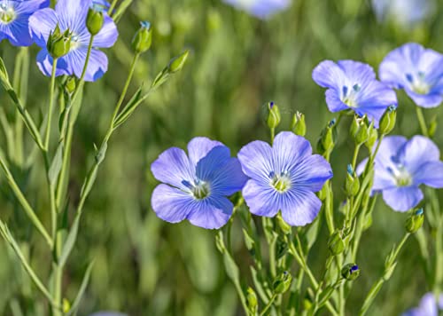 Gründüngung Blauer Lein Samen 60g Reicht für 10m² Bienenweide Gründünger Bodendecker Flachsblume Einjährig Blumensamen AlexLand von AlexLand