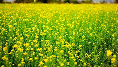 Gründüngung Gelbsenf Samen 80g Reicht für 20m² Bienenweide Gründünger Bodendecker Einjährig Blumensamen AlexLand von AlexLand
