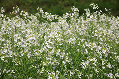 Gründüngung Ölrettich Samen 75g Reicht für 25m² Bienenweide Gründünger Bodendecker Einjährig Blumensamen AlexLand von AlexLand