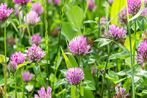 Gründüngung Rotklee Samen 50g Reicht für 20m² Bienenweide Gründünger Stickstoffbildend Bodendecker Einjährig Blumensamen AlexLand von AlexLand