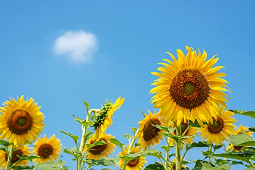 Gründüngung Sonnenblumen Samen 50g Reicht für 10m² Bienenweide Futterpflanze Gründünger Singvögel Futter Einjährig Blumensamen AlexLand von AlexLand
