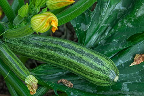 Zucchini Samen Grüner Tiger F1 Zucchinisamen Gemüsesamen 4 Korn Garten Hochbeet Saatgut AlexLand von AlexLand