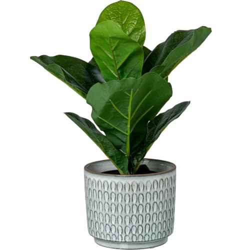 Alexandra House Living Blumentopf-Set, weiß, Keramik, 4-teilig, EAN: 8427701506310 von Alexandra House Living