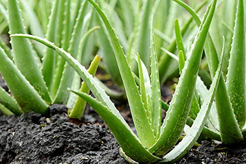 Alick 10 Aloe Vera Pflanzensamen von Alick