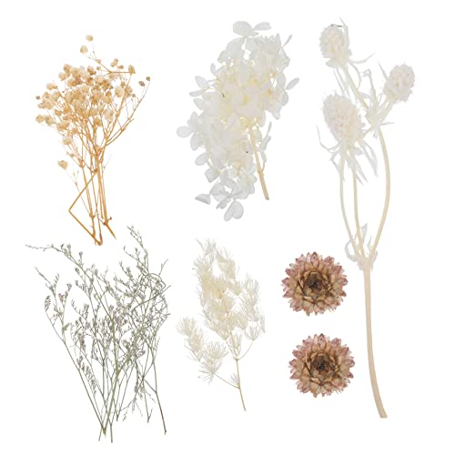 Alipis 1 Satz Echte Gepresste Blumen für Kerzen und Harzhandwerk Romantische Bastelmaterialien Leicht und Pflegeleicht für Kreative Projekte Alipis 1 Satz Echte Gepresste Blumen für Kerzen und Harzhandwerk Romantische Bastelmaterialien Leicht und Pflegeleicht für Kreative Projekte von Alipis