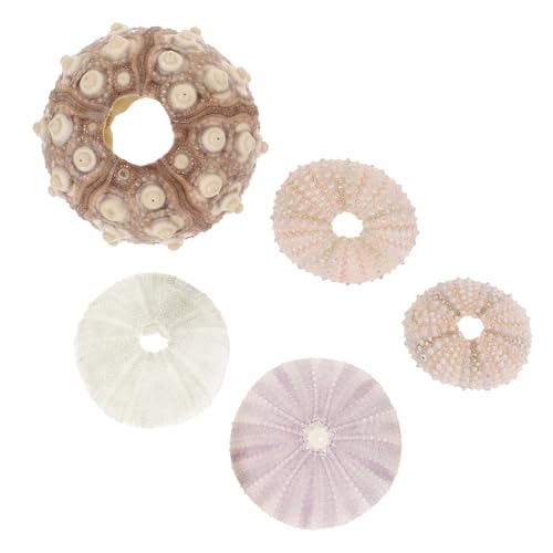 Alipis 1 Satz Seeigel Halter Für Luftpflanzen Natürliche Pflanztöpfe Für Aquarien Und Bürodekoration Für Pflanzenliebhaber 5 Stück von Alipis