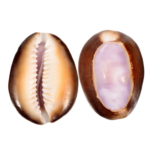 Alipis 2 Stück Dekorative Violette Herzmuscheln Natürliche Muscheldekoration für DIY Bastelprojekte Tischdeko und Aquatische Landschaften für Schmuckdesign und Sammelobjekte von Alipis