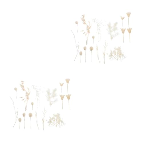 Alipis 2 Stück Dried Flowers Material Natürliche Trockenblumen für DIY Bastelprojekte für Bilderrahmen Hochzeitsdekoration und Kunsthandwerk Langlebig und Perfektes zum Valentinstag Alipis 2 Stück Dried Flowers Material Natürliche Trockenblumen für DIY Bastelprojekte für Bilderrahmen Hochzeitsdekoration und Kunsthandwerk Langlebig und Perfektes zum Valentinstag von Alipis