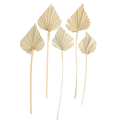 Alipis 5 Stück Teiliges Getrocknetes Natürliche Trockenblumen Deko für Hochzeit Party Wohnzimmer Boho Arrangement Handgefertigt Rustikal Alipis 5 Stück Teiliges Getrocknetes Natürliche Trockenblumen Deko für Hochzeit Party Wohnzimmer Boho Arrangement Handgefertigt Rustikal von Alipis