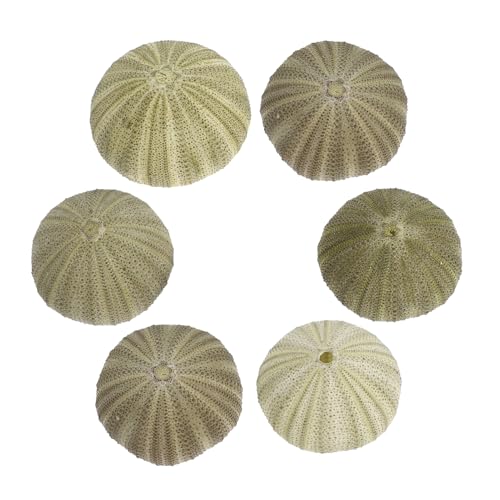 Alipis 6stücke Seeigelmuscheln Natur Seeigel Muscheln Für Aquarium Deko Luftpflanzen Topf DIY Pflanzenhalter Für Zuhause Garten Party Hochzeit Alipis 6stücke Seeigelmuscheln Natur Seeigel Muscheln Für Aquarium Deko Luftpflanzen Topf DIY Pflanzenhalter Für Zuhause Garten Party Hochzeit von Alipis