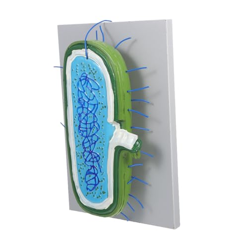 Alipis Anatomisches Zellkernmodell mit Detaillierten Organellen Realistische Zellstruktur Robustes Unterrichtsmodell für Biologieunterricht Lehrmittel für Schüler und Klassenzimmer von Alipis