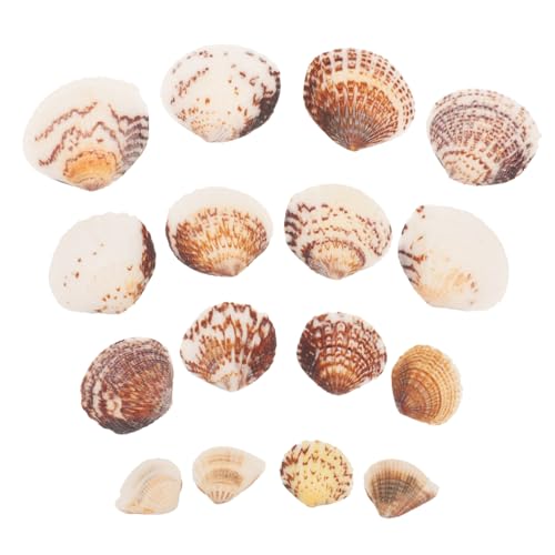 Alipis Schalendekoration Dekorationen Zubehör für Aquarien winzig Mini Tank Natur DIY Muscheln Landschaftsmuscheln selber Machen Muscheln selber basteln Desktop-Shells Partyschmuck Hülse Alipis Schalendekoration Dekorationen Zubehör für Aquarien winzig Mini Tank Natur DIY Muscheln Landschaftsmuscheln selber Machen Muscheln selber basteln Desktop-Shells Partyschmuck Hülse von Alipis