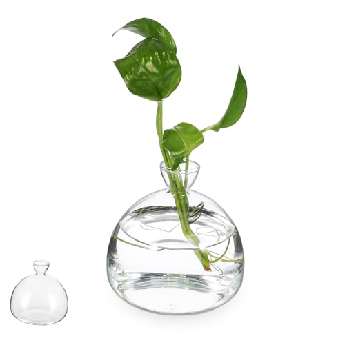 Alipis Transparente Glasvase Pflanzgefäß Hydrokultur Blumentopf für Zimmerpflanzen Sukkulenten Tischdeko Modernes Stabiles Glasbehälter für Blumen und Pflanzen von Alipis