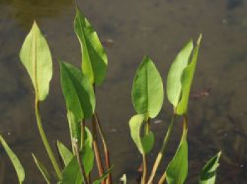 Gewöhnlicher Froschlöffel, Alisma plantago-aquatica subsp. plantago-aquatica, Topfware von Alisma plantago-aquatica subsp. plantago-aquatica