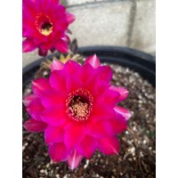 Gut Verwurzelter Echinopsis Hybrid Liptsick Kaktus Pflanze Üppige Wunderschöne Blüte von AlittleofevCreations