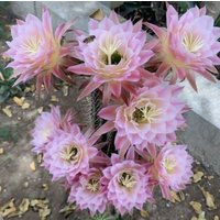 Large, 5 Zoll, Trichocereus Hybrid First Light Blühender Kaktus Leben Gut Verwurzelte Pflanze von AlittleofevCreations