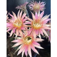 Seltene, Echinopsis Starlight Express Gut Verwurzelter Kaktus von AlittleofevCreations