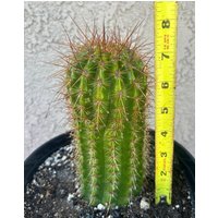 Trichocereus Hybrid "Grasers Freude' Lebender Kaktus von AlittleofevCreations