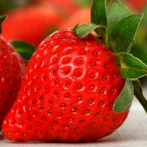 Anbau-Set für Erdbeeren – 40 Stück Frigo-Pflanzen der Sorte Senga Sengana von All4you